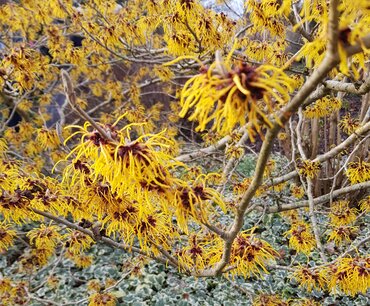 Hamamelis Arnold Promise 12 Litre