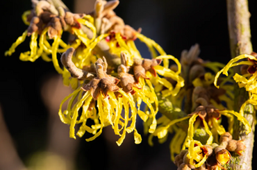 Hamamelis Arnold Promise 4 Litre - image 1