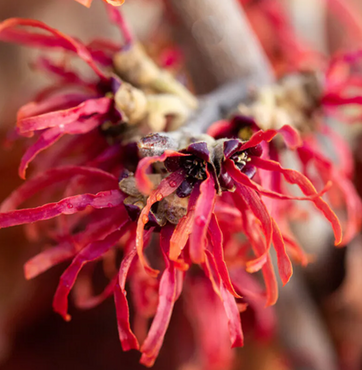 Hamamelis Diane 12 Litre - image 1