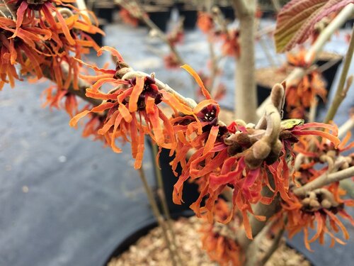 Hamamelis Diane 12 Litre