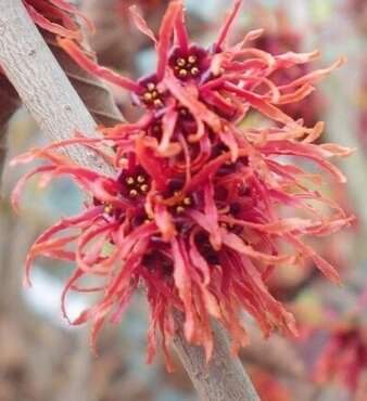 Hamamelis Intermedia Firecracker 4 litre - image 2
