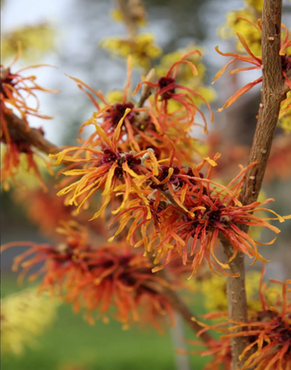 Hamamelis Jelena 12 Litre