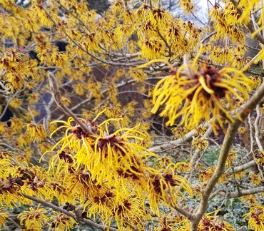 Hamamelis Mollis Jermyns Gold 3 litre - image 2