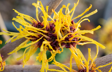 Hamamelis Orange Beauty 4 Litre
