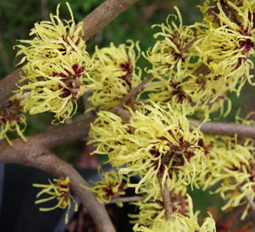 Hamamelis X Intermedia Pallida 3 Litre - image 2
