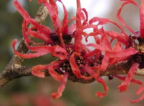 Hamamelis X Intermedia Ruby Glow 4 Litre