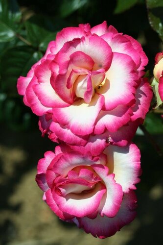 Handel Climbing Rose 4 Litre - image 1