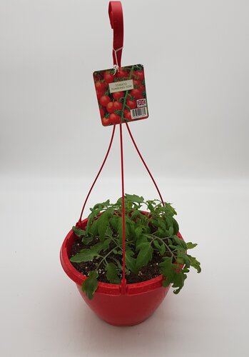 Hanging Basket Tomato Tumbling Tom Red 25cm