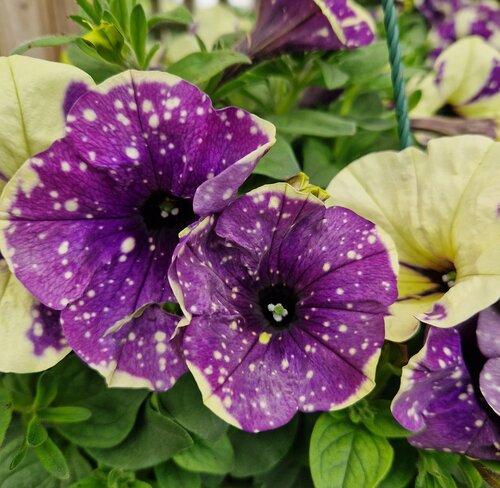 Hanging Pot Petunia Blueberry Sky 25cm