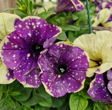Hanging Pot Petunia Blueberry Sky 25cm