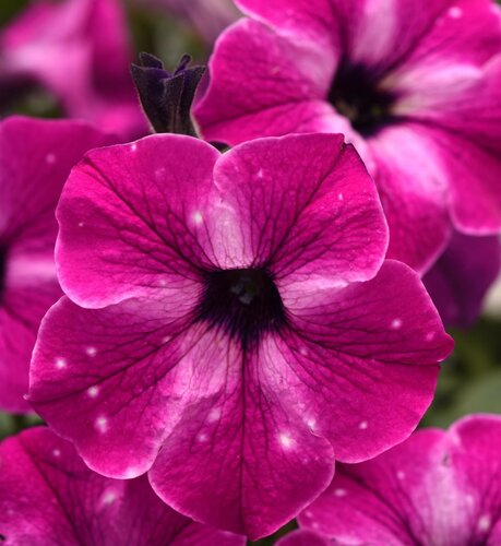 Hanging Pot Petunia Circus Sky 25cm