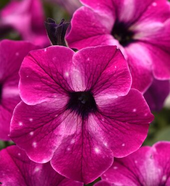 Hanging Pot Petunia Circus Sky 25cm