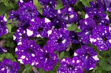 Hanging Pot Petunia Night Sky 25cm