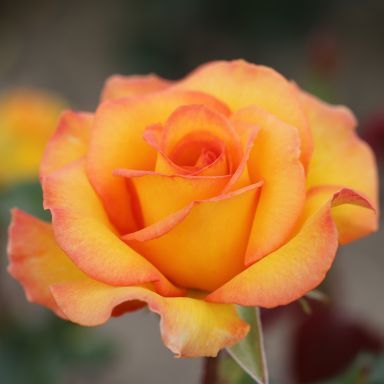Happy Birthday Bush Rose 3 Litre