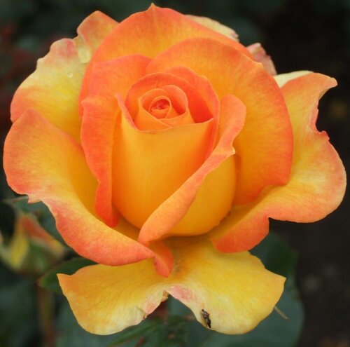 Happy Birthday Standard Rose 7.5 Litre