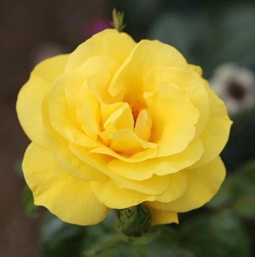 Happy Golden Wedding Standard Rose 7.5 Litre - image 1