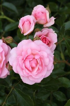 Happy Retirement Bush Rose 3 Litre - image 1