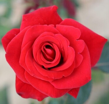 Happy Ruby Wedding Bush Rose 3 Litre