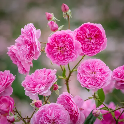 Harlow Carr Shrub Rose 6 Litre - image 1