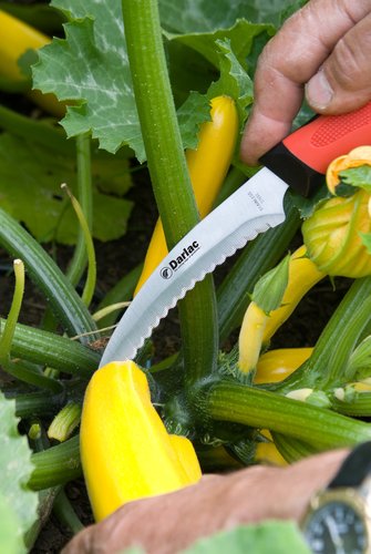 Harvest & Asparagus Knife - image 1