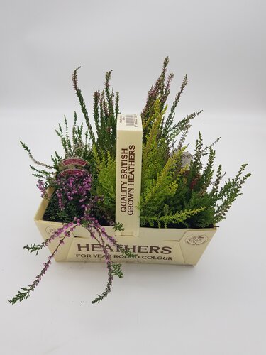 Heather Basket 6 Pack