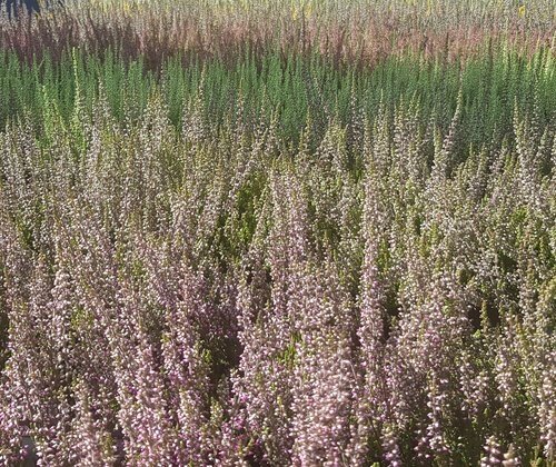 Heather (Calluna Mix) 6 Pack