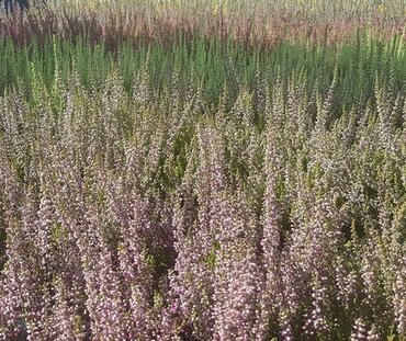 Heather (Calluna Mix) 6 Pack