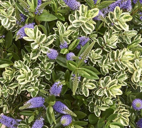 Hebe Addenda Classica Katrina 2 Litre