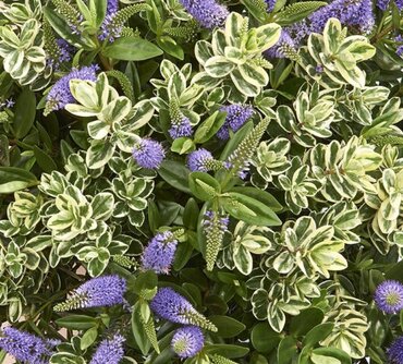 Hebe Addenda Classica Katrina 2 Litre