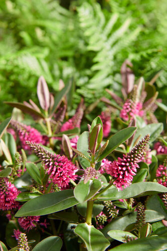 Hebe Addenda Donna Nikka 2 Litre