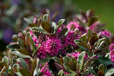 Hebe Addenda Vinoa Pink 2 Litre