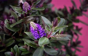 Hebe Addenda Vinoa Purple 2 Litre - image 2