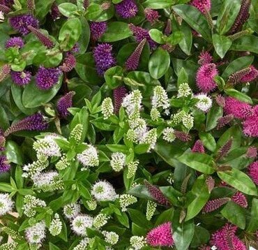 Hebe All Blooms 2 Litre