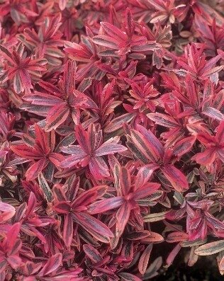 Hebe Heartbreaker 3 Litre - image 1
