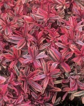 Hebe Heartbreaker Ball 23cm