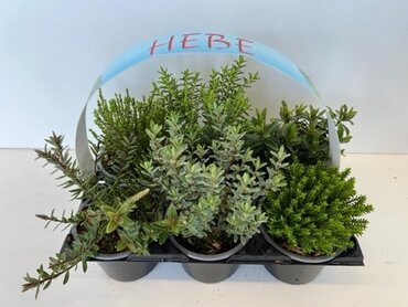 Hebe Mixed 6 Pack