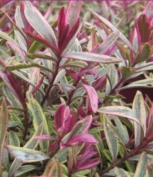 Hebe Purple Shamrock 2 Litre