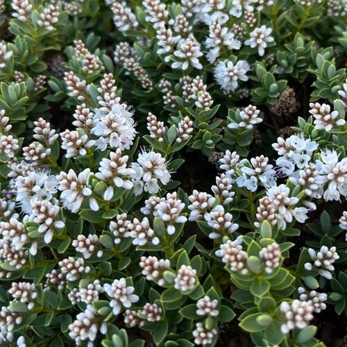 Hebe 'Wiri Mist' 2 Litre