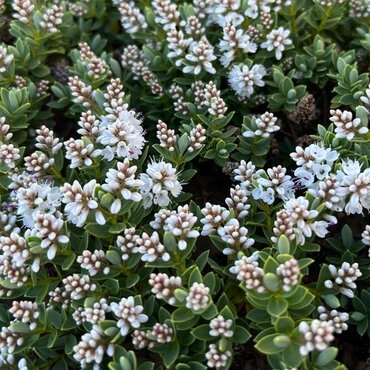 Hebe 'Wiri Mist' 2 Litre