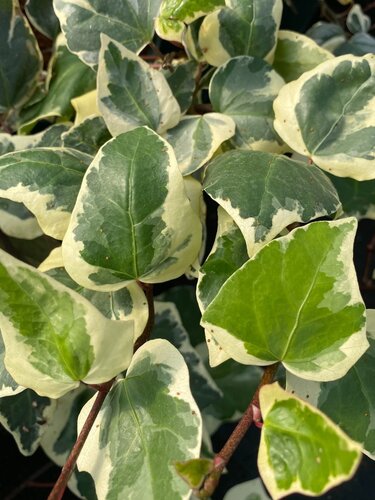 Hedera Can. Gloire De Marengo (Ivy) 3 Litre