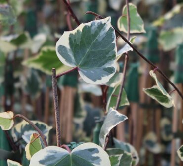 Hedera Colchica Dentata Variegata (Ivy) 3 Litre