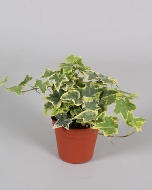 Hedera Gold Child 9cm
