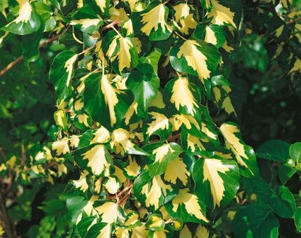 Hedera Helix Gold Heart (Ivy) 3 Litre