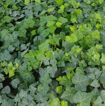 Hedera Helix Sagittifolia (Ivy) 3 Litre