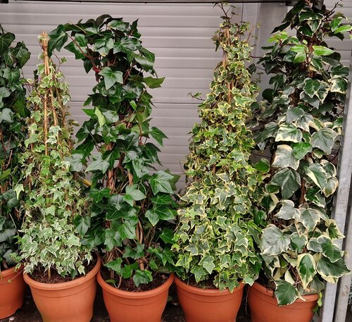 Hedera Pyramids 23cm