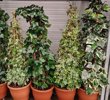 Hedera Pyramids 23cm
