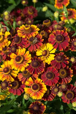 Helenium Autumnale Helena Red Shades 9cm