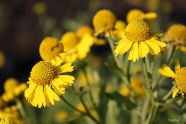 Helenium Hoopesii 9cm