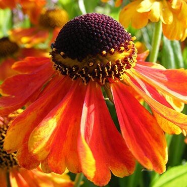 Helenium Mardi Gras Patio 7 Litre