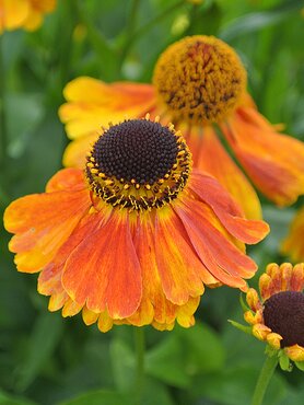 Helenium Sahins Early Flowerer 2 Litre